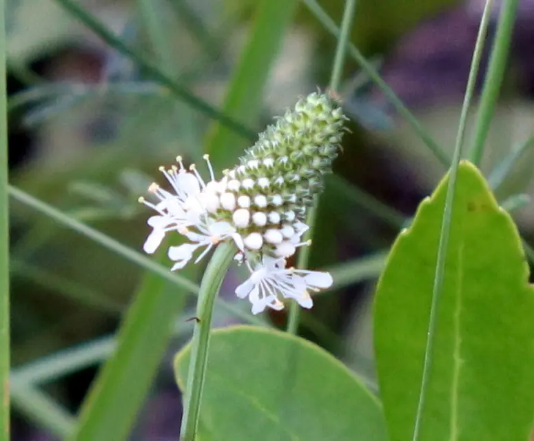 Whitetassels (Dalea mountjoyae)