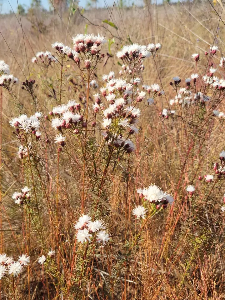 Summer Farewell (Dalea pinnata)