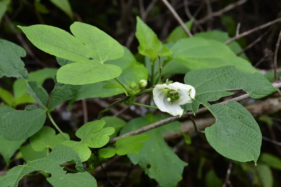 Spurgecreeper (Dalechampia scandens)
