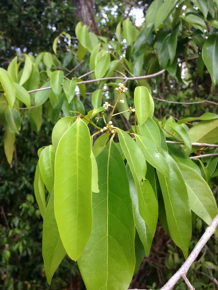 Lancewood (Damburneya coriacea)