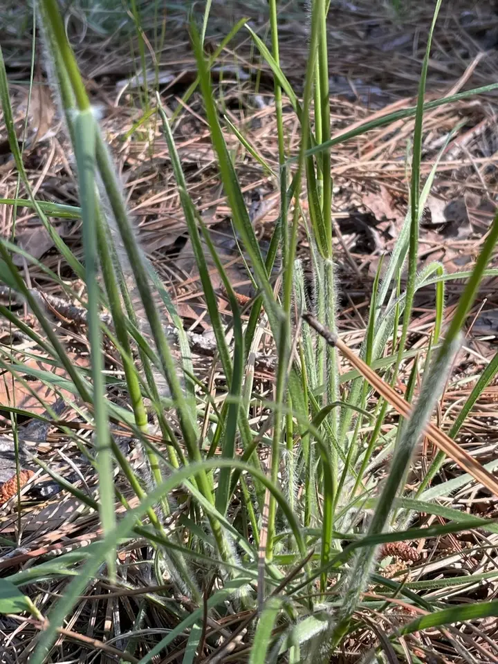 Silky Oat-Grass (Danthonia sericea)