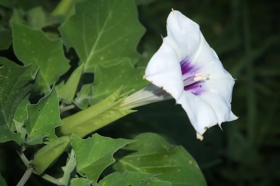 Desert Thorn-Apple (Datura discolor)