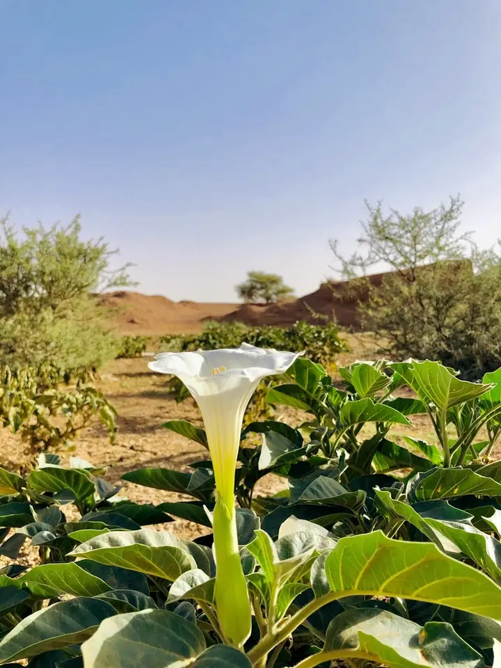 Downy Thorn-Apple (Datura innoxia)