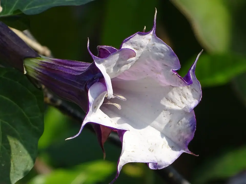 Metel Devil's Trumpet (Datura metel)