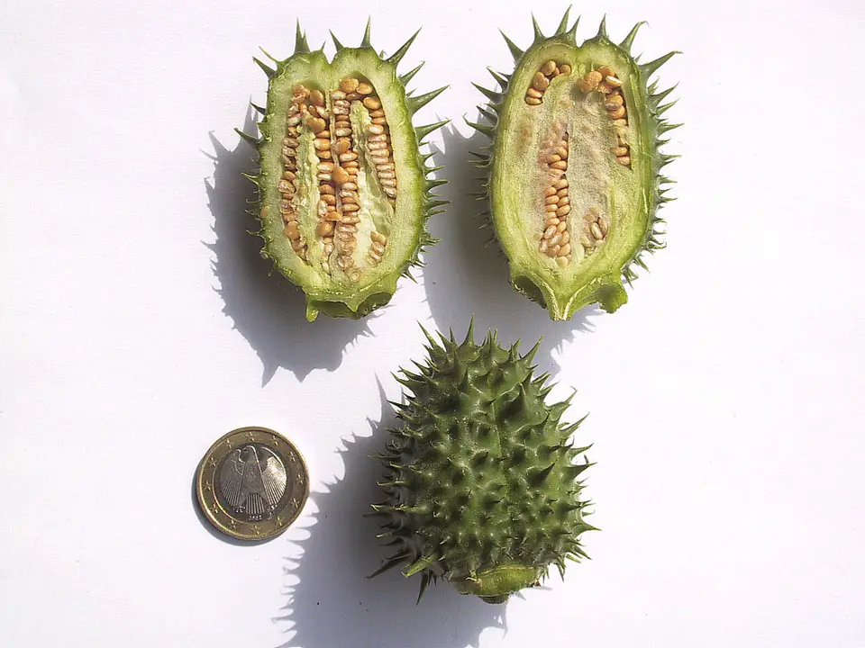 Jimsonweed (Datura stramonium)