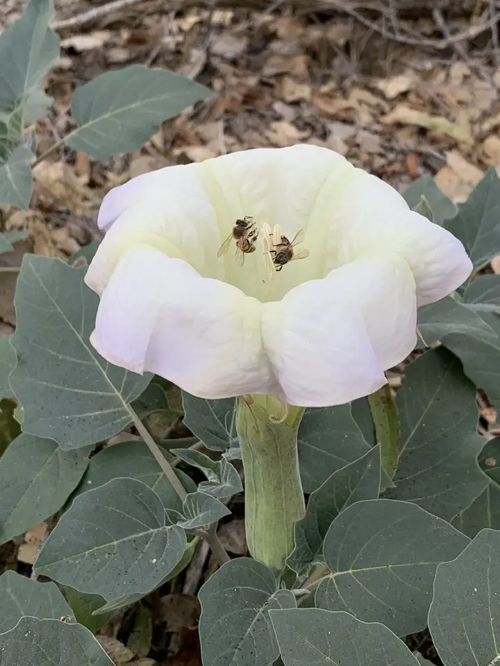 Sacred Datura (Datura wrightii)