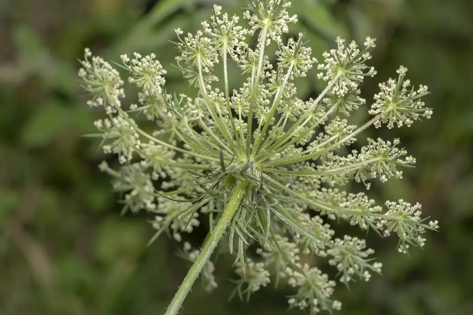 Queen Anne's Lace (Daucus carota)