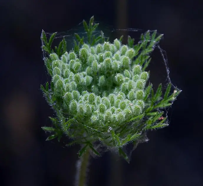 American Wild Carrot (Daucus pusillus)