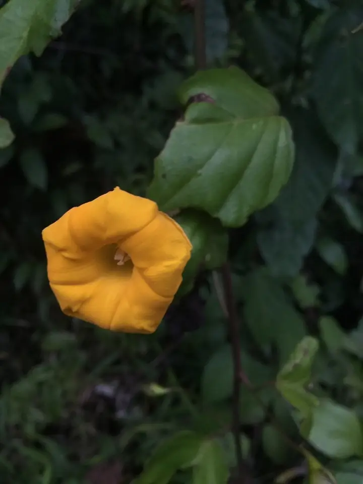 Mary's-Bean (Decalobanthus discoidespermus)