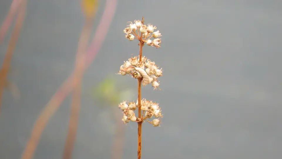 Swamp Loosestrife (Decodon verticillatus)