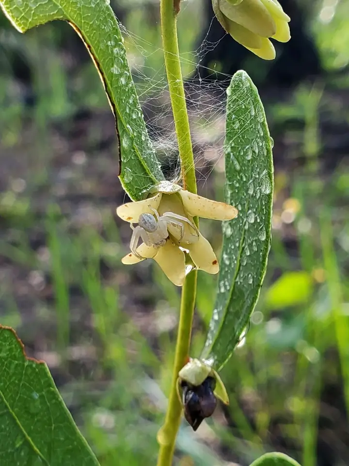 Yellow Squirrel-Banana (Deeringothamnus rugelii)