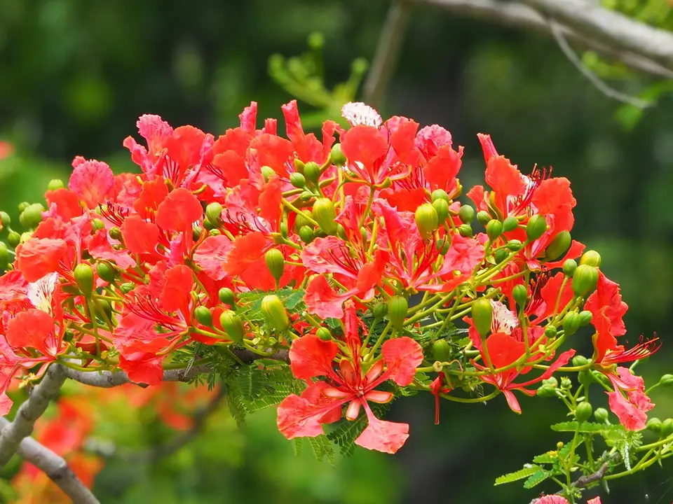 Flamboyant (Delonix regia)