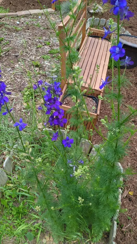 Doubtful Knight's-Spur (Delphinium ajacis)
