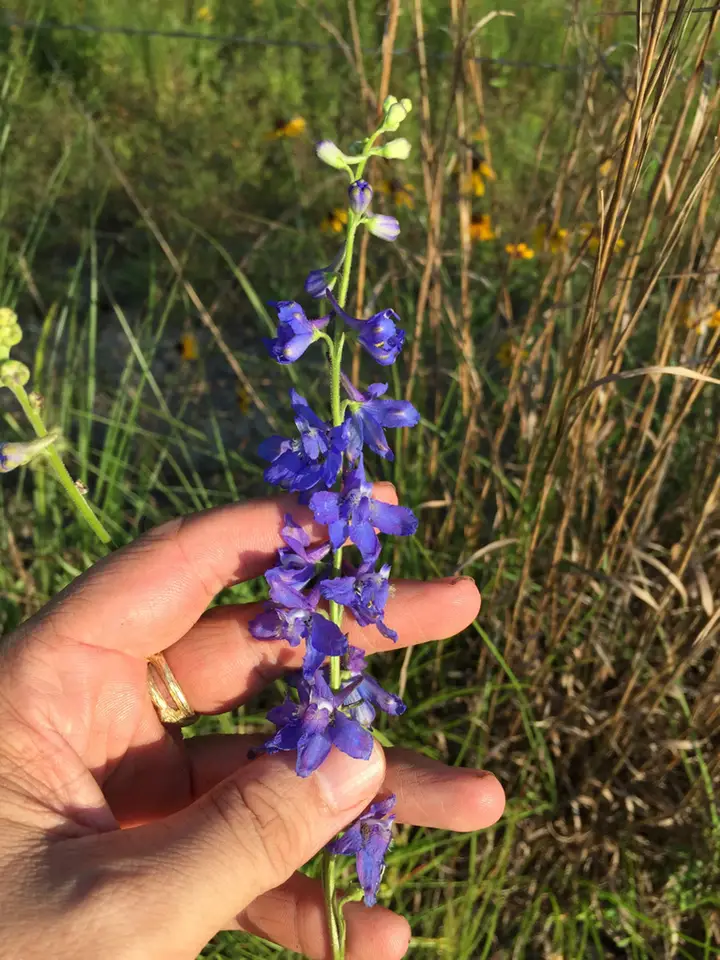 Wild Blue Larkspur (Delphinium carolinianum)