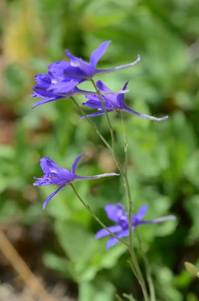 Forking Larkspur (Delphinium consolida)