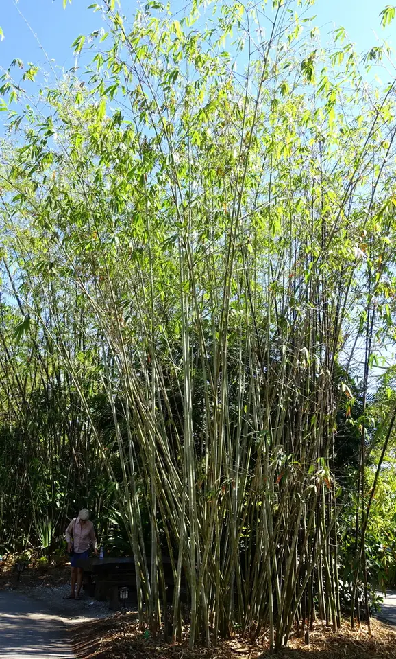 Dendrocalamus minor (Dendrocalamus minor)