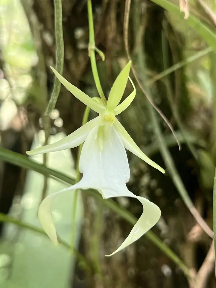 Ghost Orchid (Dendrophylax lindenii)