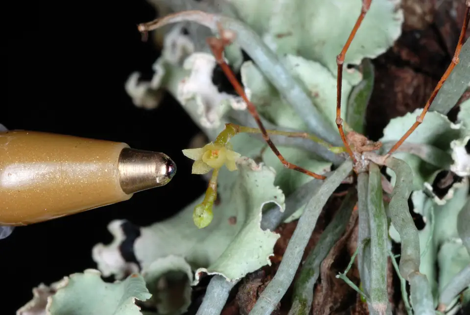Jingle Bell Orchid (Dendrophylax porrectus)