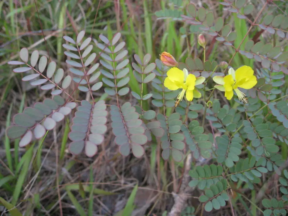 Few-Flower Holdback (Denisophytum pauciflorum)