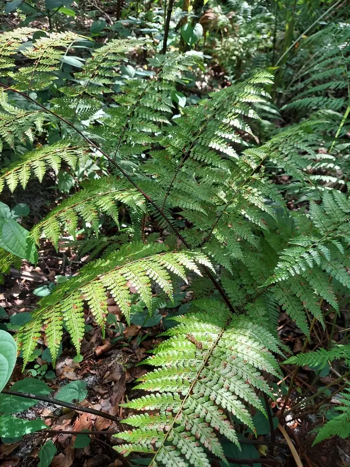 Cuplet Fern (Dennstaedtia bipinnata)