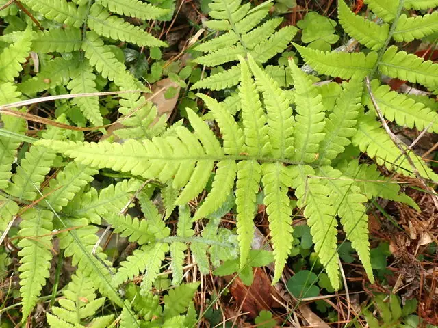 Japanese Lady Fern (Deparia petersenii)