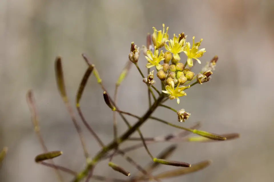 Western Tansymustard (Descurainia pinnata)