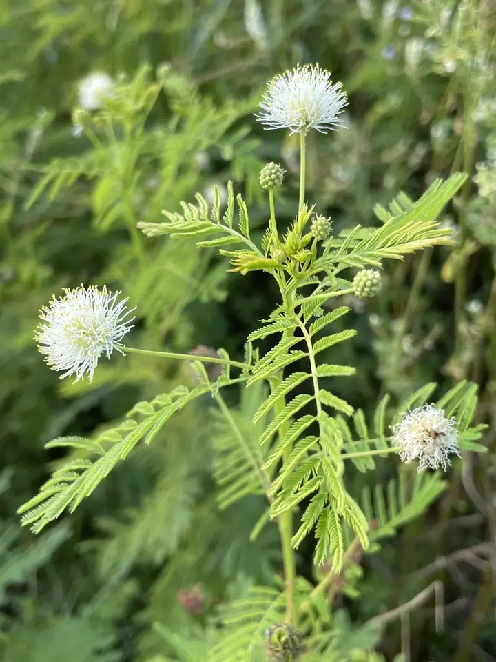 Illinois Bundleflower (Desmanthus illinoensis)