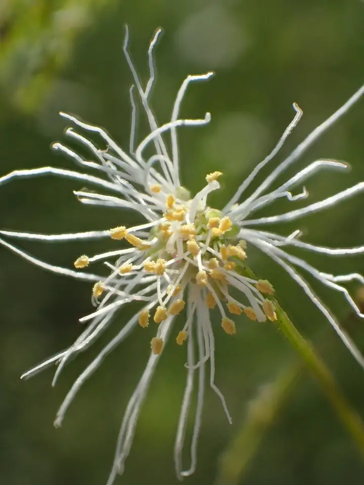 Wild Tantan (Desmanthus virgatus)