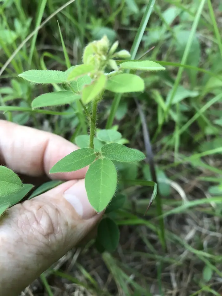 Little-Leaf Tick-Clover (Desmodium ciliare)