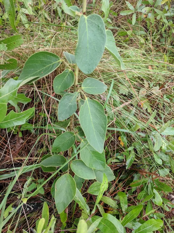 Florida Ticktrefoil (Desmodium floridanum)