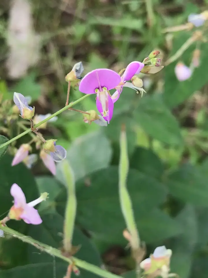 Tall Tick-Trefoil (Desmodium glabellum)