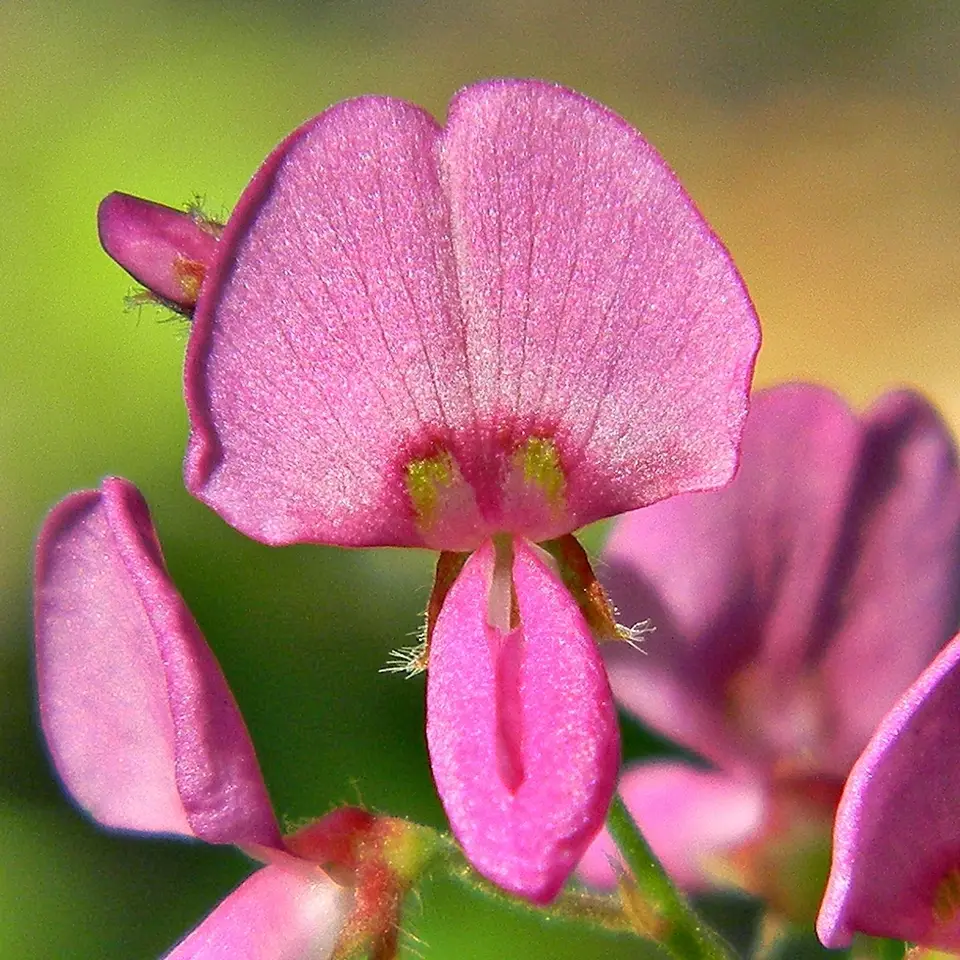 Creeping Beggarweed (Desmodium incanum)