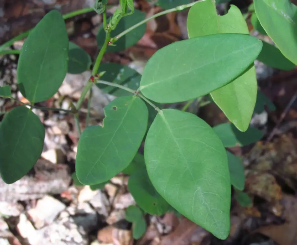 Smooth Ticktrefoil (Desmodium laevigatum)