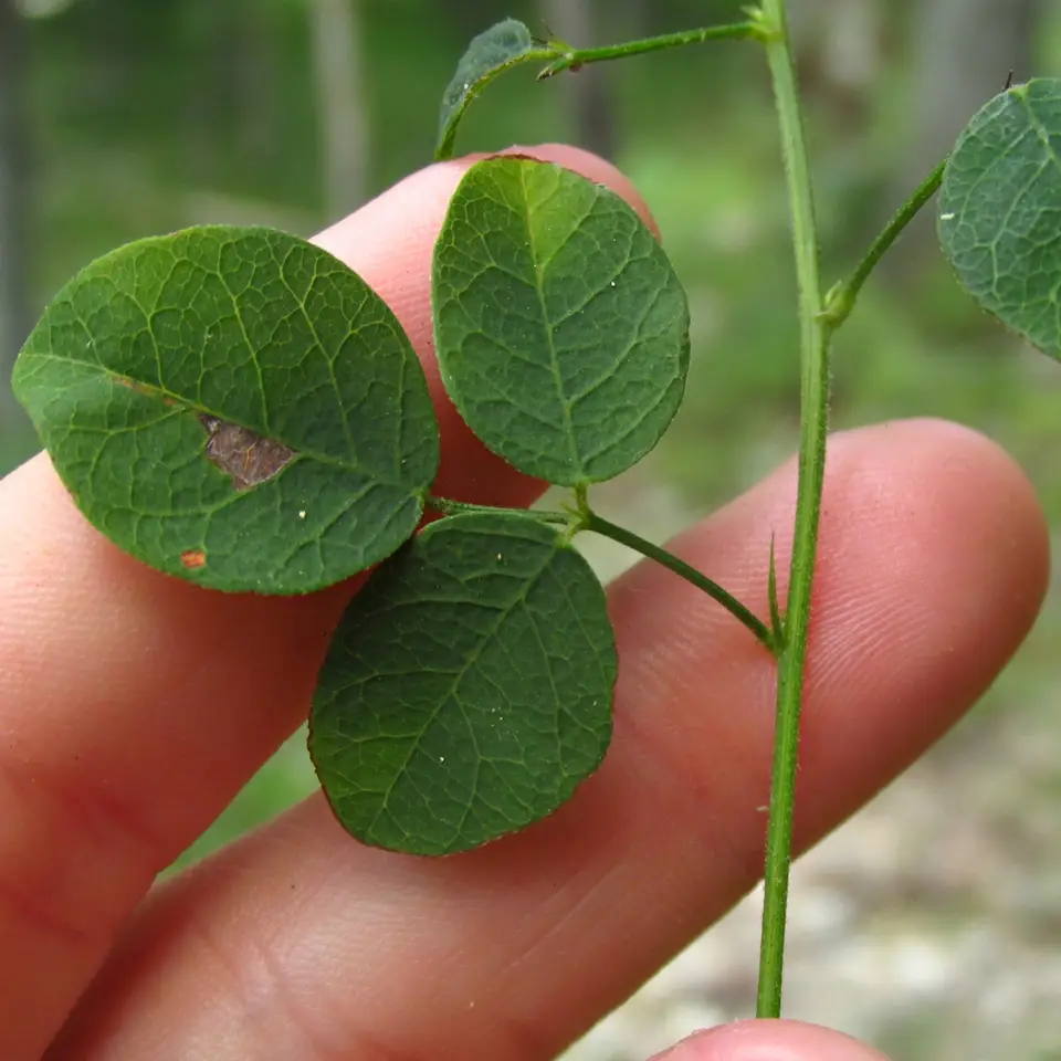Maryland Tick-Trefoil (Desmodium marilandicum)