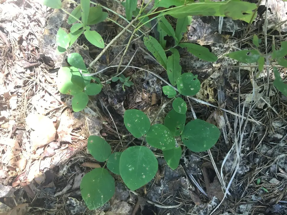 Cream Tick-Trefoil (Desmodium ochroleucum)