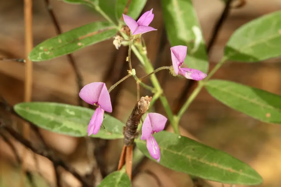 Panicled Ticktrefoil (Desmodium paniculatum)