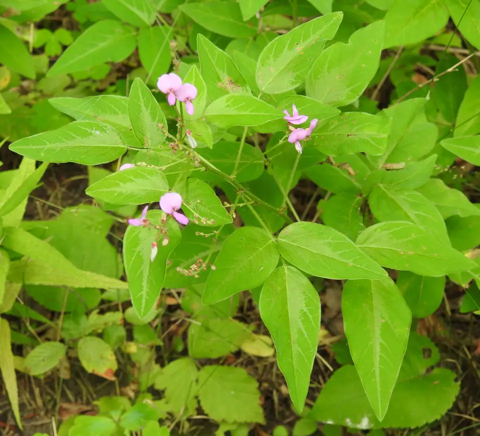 Perplexed Tick-Trefoil (Desmodium perplexum)