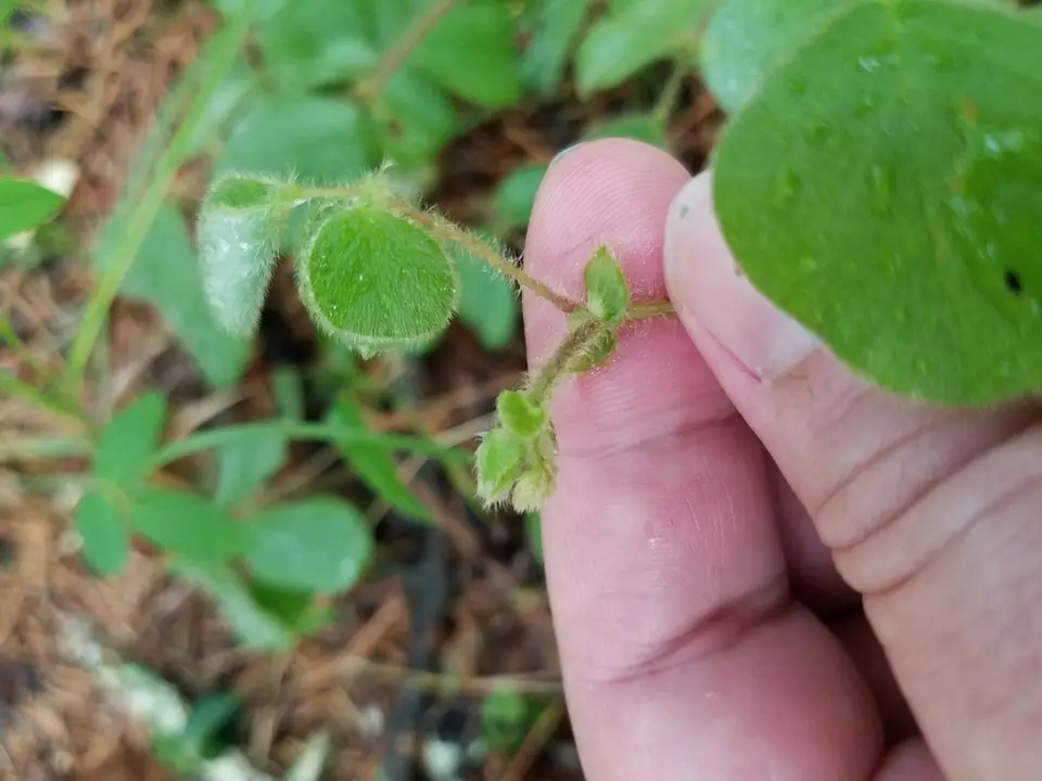 Round-Leaved Trailing Tick-Trefoil (Desmodium rotundifolium)