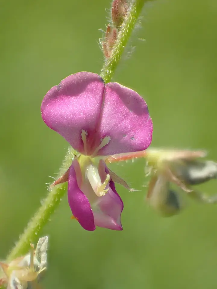 Samoan Clover (Desmodium scorpiurus)
