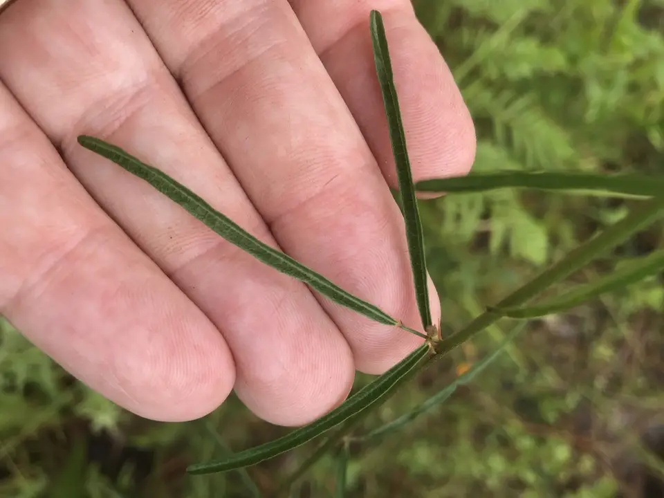 Slimleaf Ticktrefoil (Desmodium tenuifolium)