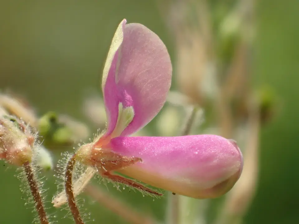 Florida Beggarweed (Desmodium tortuosum)