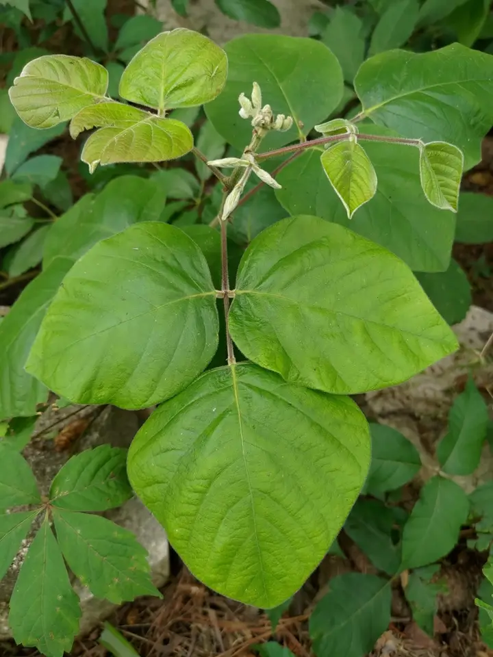 Velvetleaf Ticktrefoil (Desmodium viridiflorum)
