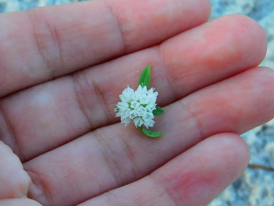 Diacrodon compressus (Diacrodon compressus)