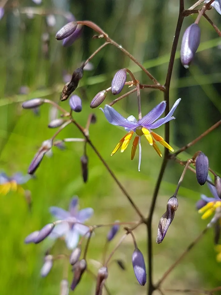 Blue Flax-Lily (Dianella caerulea)