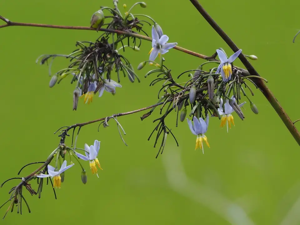 Cerulean Flax-Lily (Dianella ensifolia)