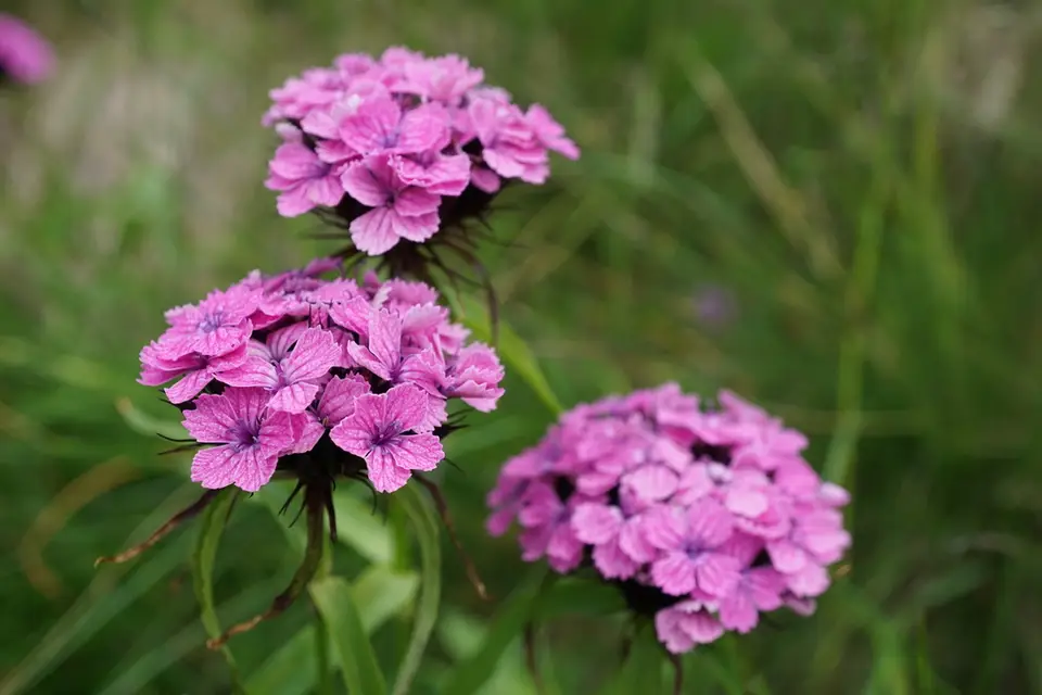 Sweet-William (Dianthus barbatus)
