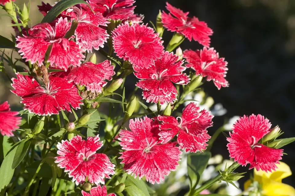 Dianthus chinensis × barbatus (Dianthus chinensis × barbatus)