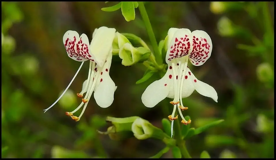 Garrett's Mint (Dicerandra christmanii)