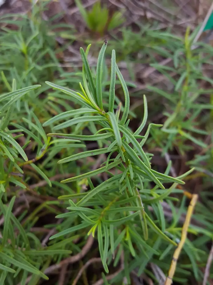 Longspurred Mint (Dicerandra cornutissima)