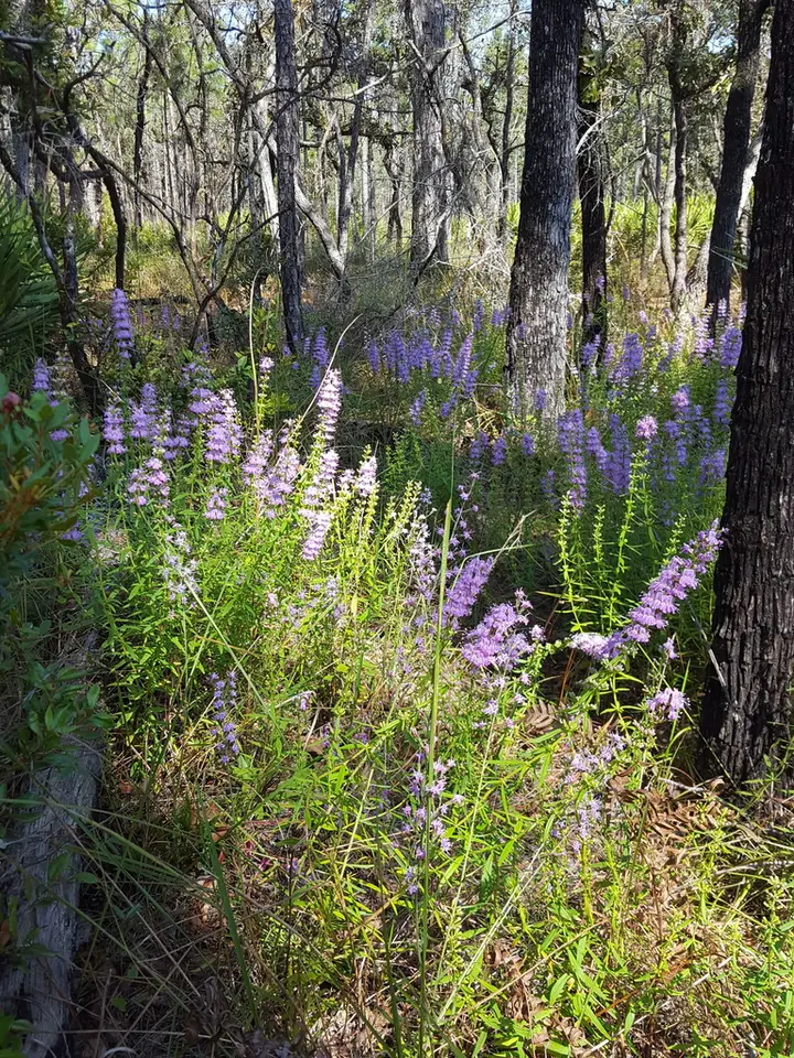 Florida Balm (Dicerandra densiflora)